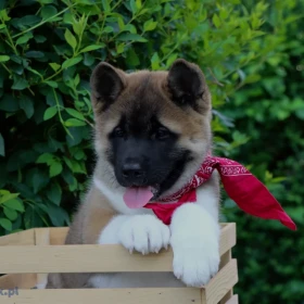 Akita amerykańska Szczenięta