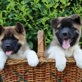 Akita amerykańska Szczenięta
