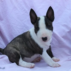 Mini Bull Terrier – Piękne szczenięta