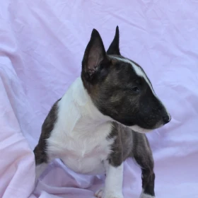 Mini Bull Terrier – Piękne szczenięta