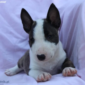Mini Bull Terrier – Piękne szczenięta