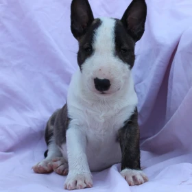 Mini Bull Terrier – Piękne szczenięta