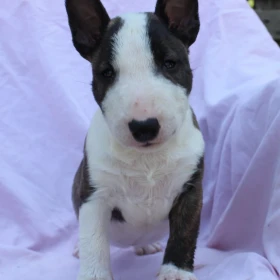 Mini Bull Terrier – Piękne szczenięta