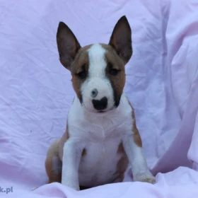 Mini Bull Terrier – Piękne szczenięta
