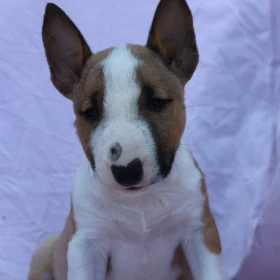 Mini Bull Terrier – Piękne szczenięta