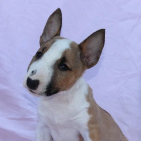 Mini Bull Terrier – Piękne szczenięta