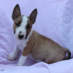Mini Bull Terrier – Piękne szczenięta