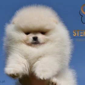 Pomeranian Boo Szczenięta