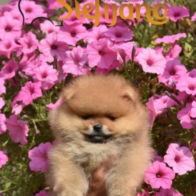 Pomeranian Boo Szczenięta