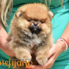Pomeranian Boo Szczenięta