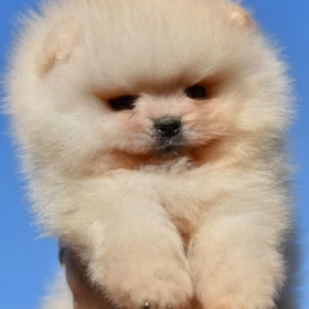 Pomeranian Boo Szczenięta