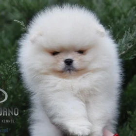Pomeranian Boo Szczenięta