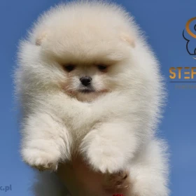 Pomeranian Boo Szczenięta