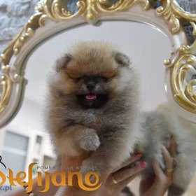 Szpic miniaturowy Pomeranian Szczenięta