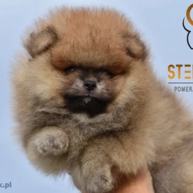Szpic miniaturowy Pomeranian Szczenięta