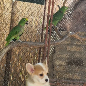 Welsh Corgi Pembroke – Piękne szczenięta