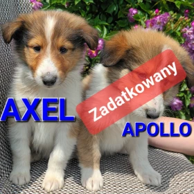 Owczarki szkockie