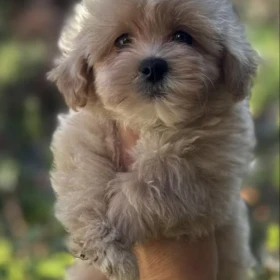 Maltipoo Szczeniaki
