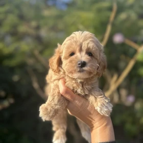 Maltipoo Szczeniaki