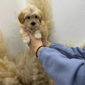 Maltipoo Szczeniaki