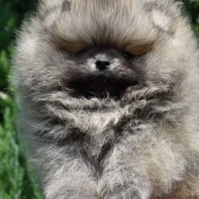 Szpic miniaturowy Pomeranian Szczenięta