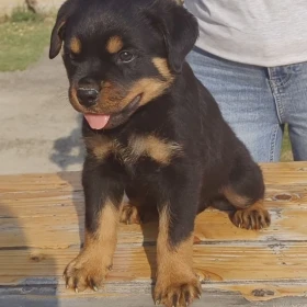 Rottweiler piękne szczeniaki