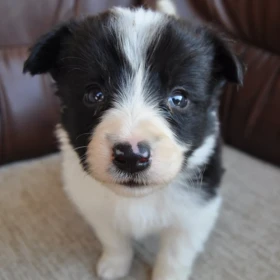 Border Collie – szczenięta na sprzedaż