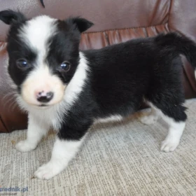 Border Collie – szczenięta na sprzedaż