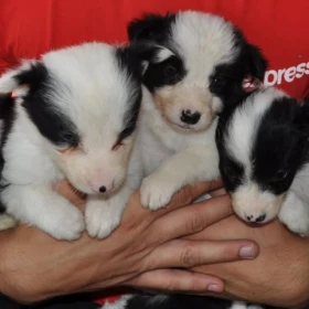 Border Collie – szczenięta na sprzedaż