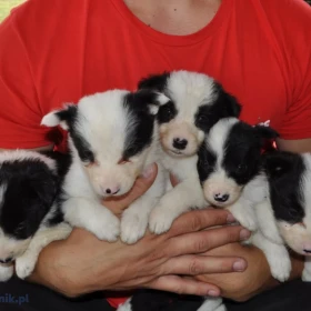 Border Collie – szczenięta na sprzedaż