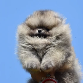 Pomeranian Boo Szczenięta