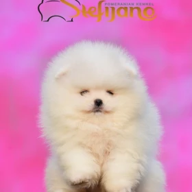 Pomeranian Boo Szczenięta