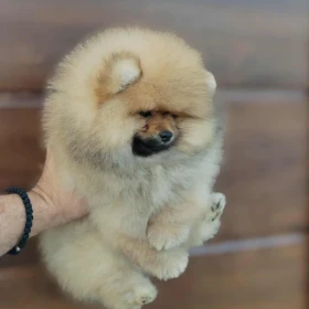 Pomeranian – piękne i urocze szczenięta