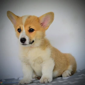 Welsh Corgi Pembroke – Piękne szczenięta