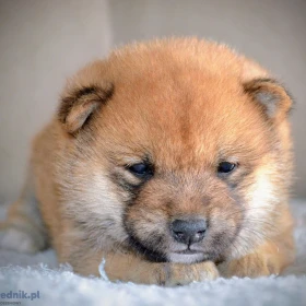 Shiba Inu Piękne Szczenięta
