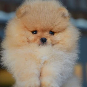 Pomeranian Boo Szczenięta