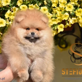 Pomeranian Boo Szczenięta