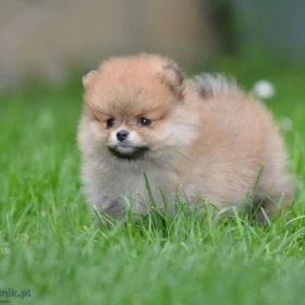 Pomeranian Spitz – Piękne szczenięta