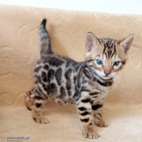 Kocięta bengalskie