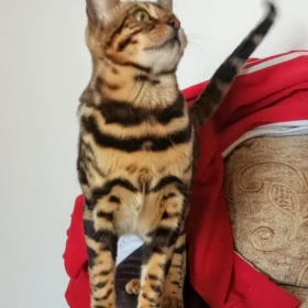 Kocięta bengalskie