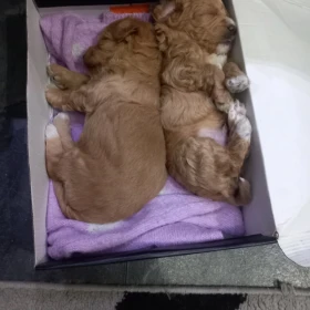 Maltipoo – piękne szczenięta na sprzedaż