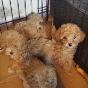 Maltipoo – piękne szczenięta na sprzedaż