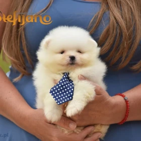 Pomeranian Boo Szczenięta