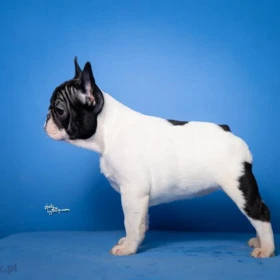 Francuski buldog – piękne szczenięta