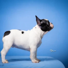 Francuski buldog – piękne szczenięta
