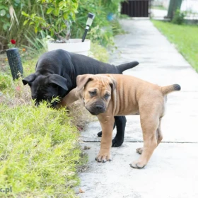 Mastif południowoafrykański – szczenięta Boerboel
