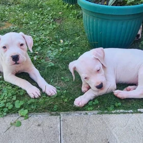 Dog Argentyński Dogo Argentino Szczenięta