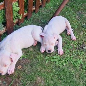 Dog Argentyński Dogo Argentino Szczenięta