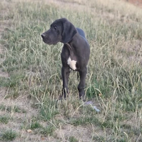 Dog niemiecki – Piękne szczenięta