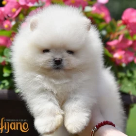 Pomeranian Boo Szczenięta